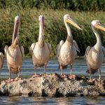 great-white-pelicans-5791396_1280
