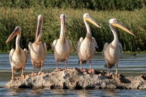 great-white-pelicans-5791396_1280